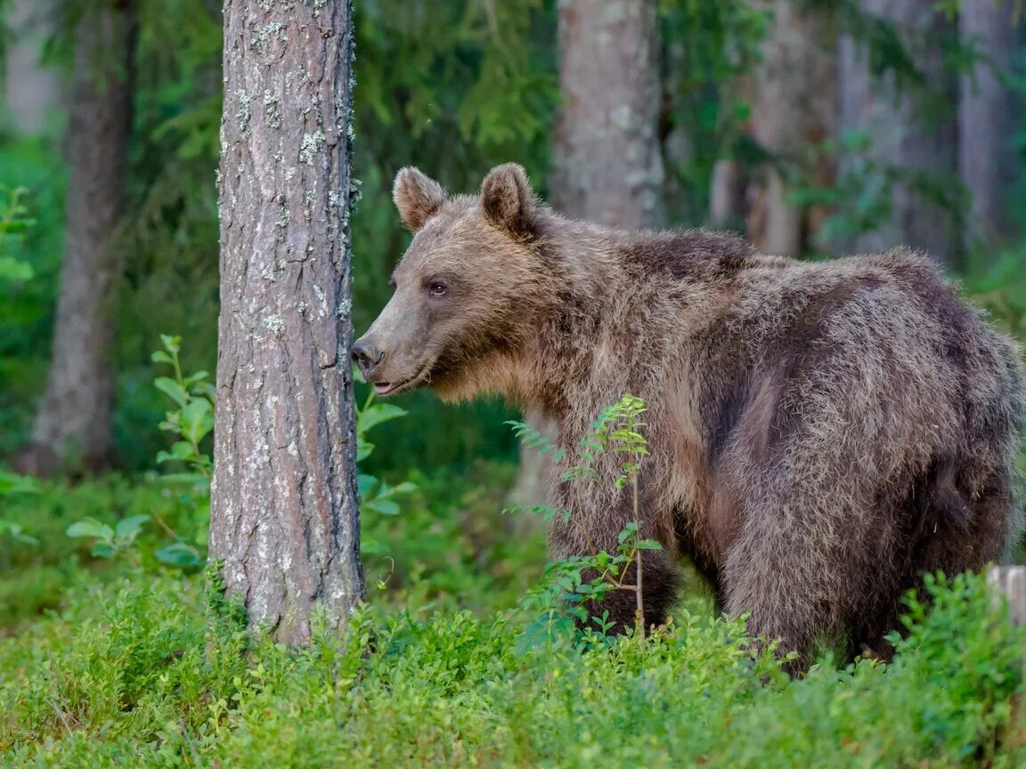 Широколиственные леса бурый медведь. Бурый медведь во Владимирской области. Собака вывела из леса медведей