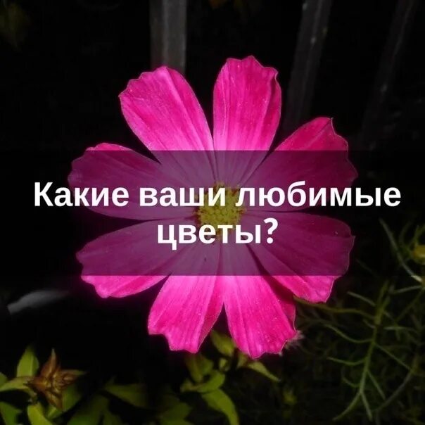 Нужно ты моим цветам. Красивые букеты с пожеланиями счастья. Тест какой я цветок. Красивые цветы для любимой девушки. Кинн какой ты цветок.