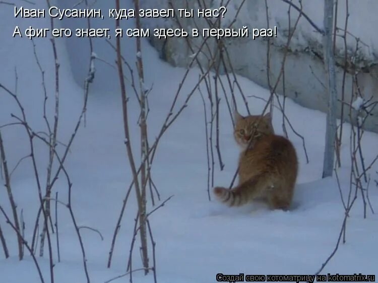 Куда ты завел нас Сусанин. Все таки вернулся. Кто куда заводит. Вернулся таки