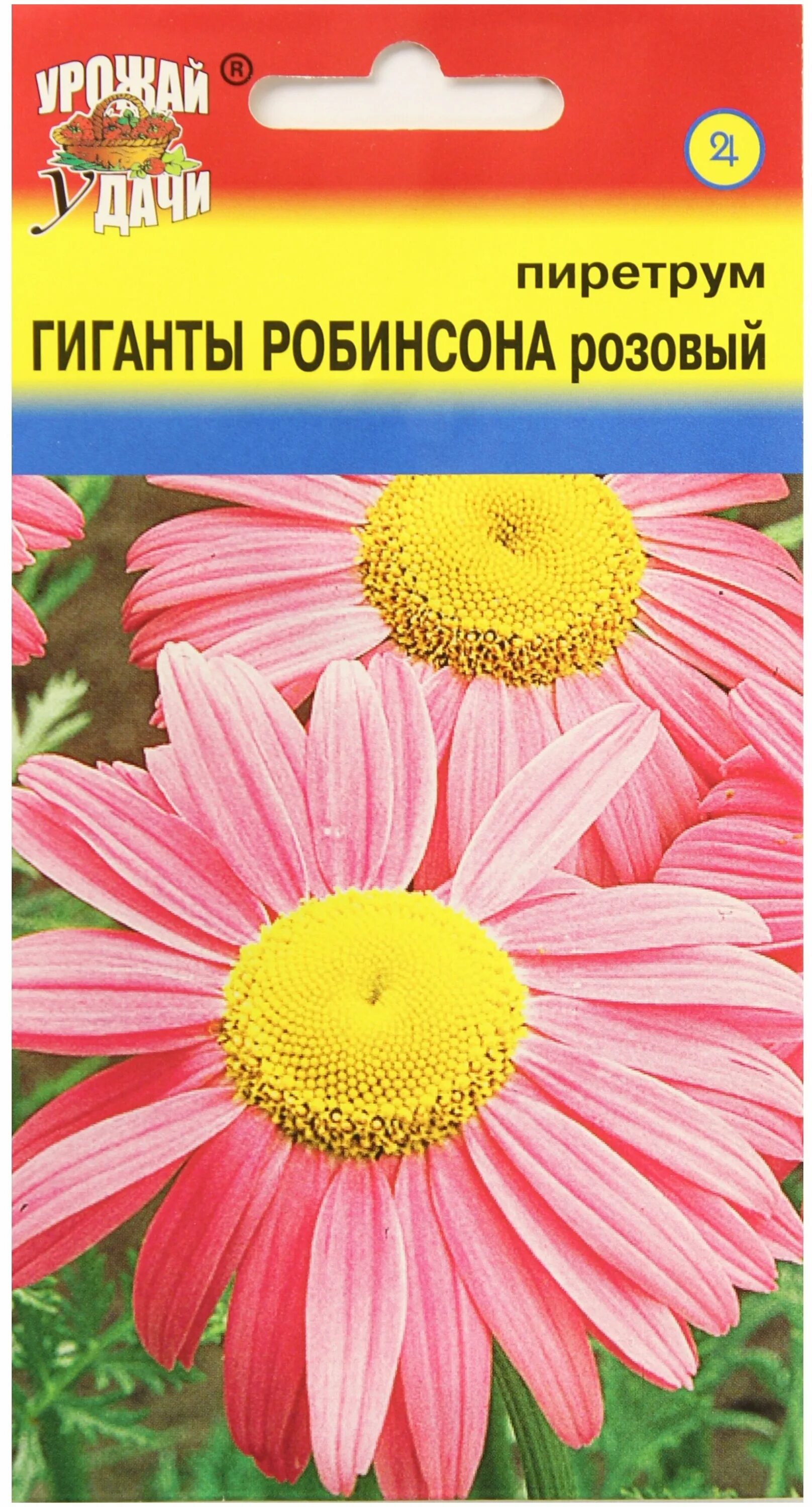 пиретрум красный многолетний. гиганты робинсона. пиретрум дуро. гиганты робинсона. гиганты робинсона.