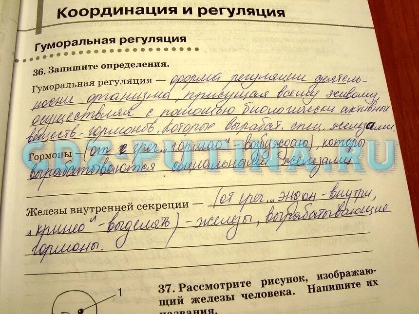 Биологии 8 класс рабочая тетрадь ответы. Биологии 8 класс рабочая тетрадь ответы. Биологии 8 класс рабочая тетрадь ответы. Биология 8 класс человек сонин сапин. Биологии 8 класс рабочая тетрадь ответы.