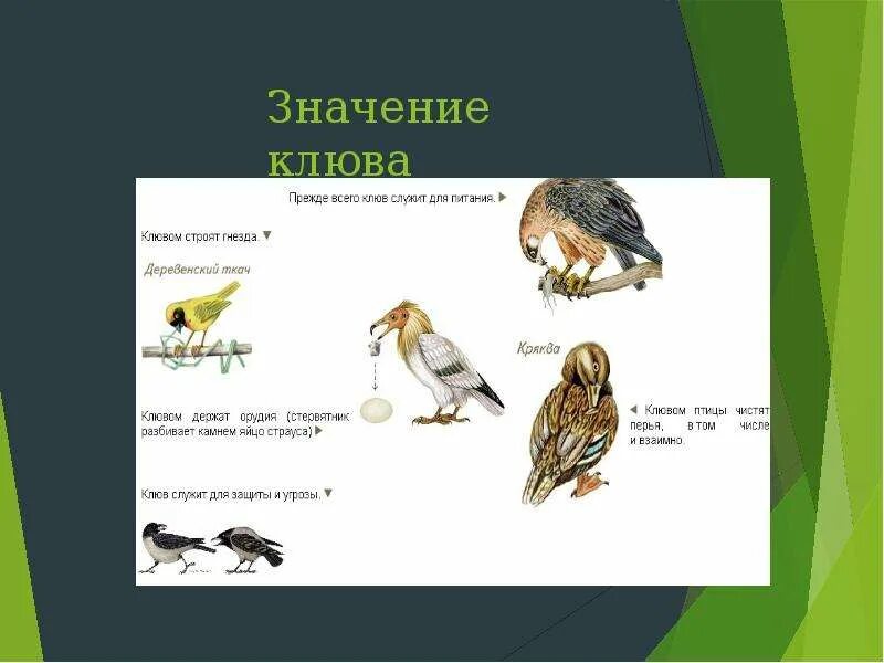 Презентация особенности строения и процессов жизнедеятельности птиц. Жизнедеятельность птиц. Особенности жизнедеятельности птиц. Птицы как источник питания. Клювиками значение.