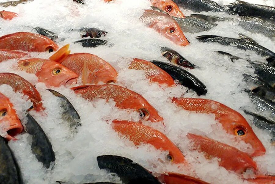 Рыба на льду. Хранение рыбы. Рыба шоковой заморозки. Льдосоляное охлаждение. К чему снится рыба мороженая