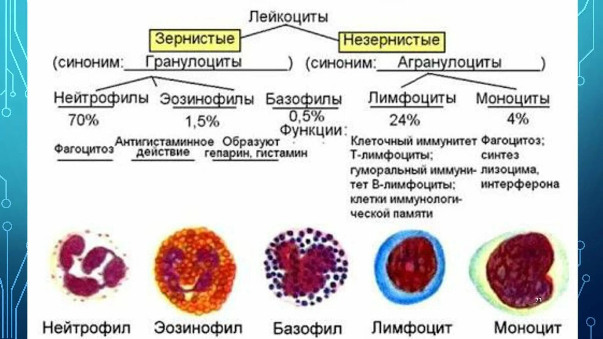 Т клетки крови. Лейкоциты строение клетки крови. Строение разных видов лейкоцитов. Клетки крови моноциты лимфоциты гранулоциты. Лейкоциты зернистые и незернистые схема.