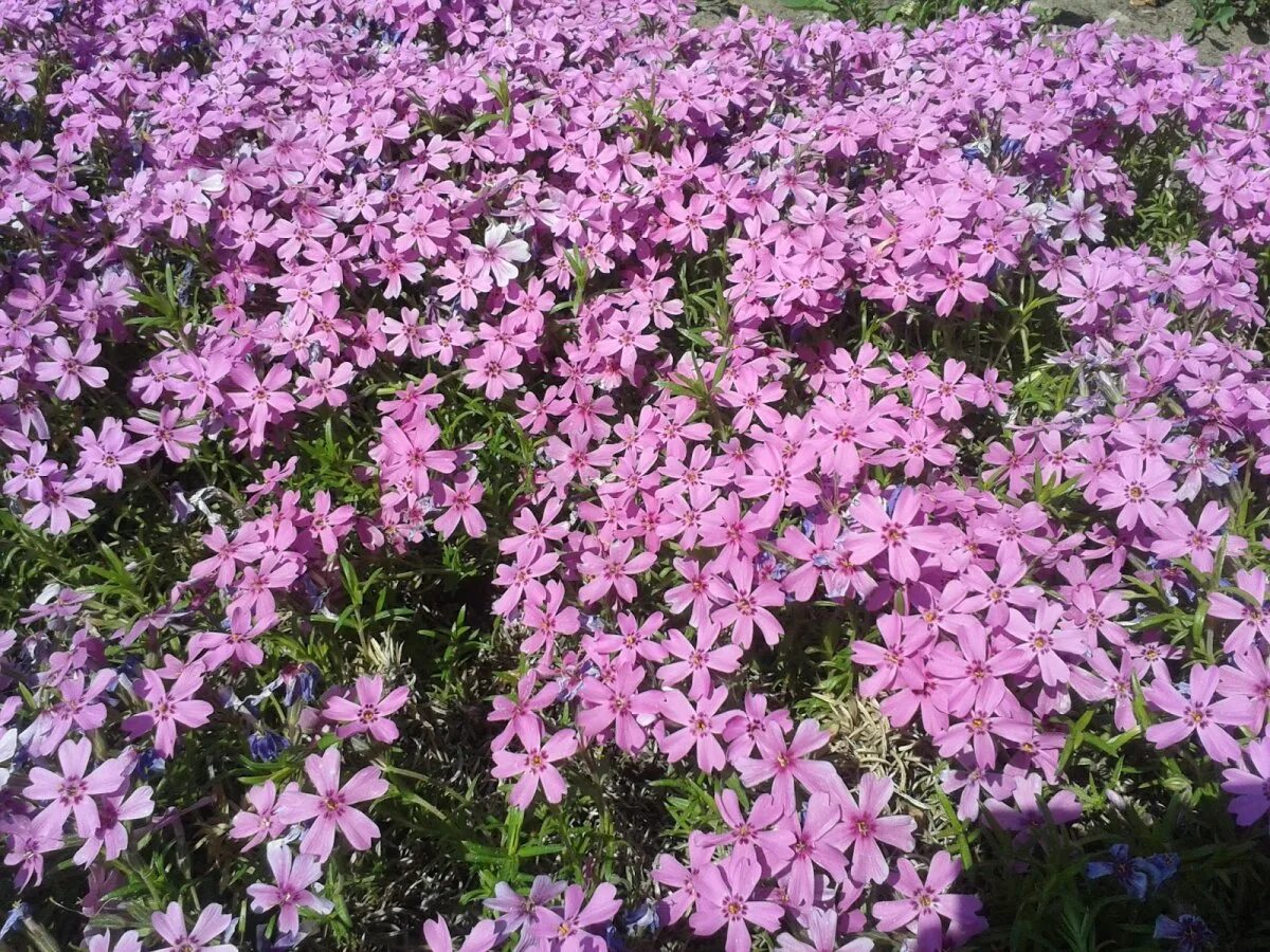 Флокс шиловидный subulata. Флокс шиловидный (phlox subulata `atropurpurea`). Флокс шиловидный бенита. Шиловидный флокс екатеринбург. Флокс шиловидный.