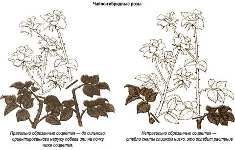 Как правильно срезать отцветшие розы