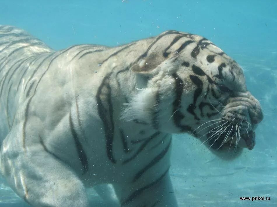 Tigers 33. Тигрица водоплавающая. Tigers 33. Тигр ныряет. Белый тигр лютый.