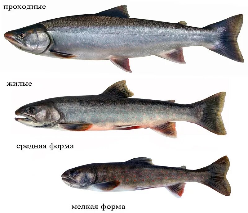 Какие рыбы лососевые. Рыба семейства лососевых голец. Красная рыба голец. Камчатский голец рыба. Кета и голец.