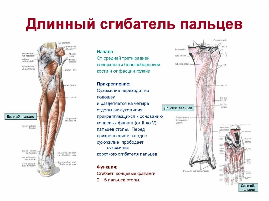 Длинный сгибатель стопы. Длинный сгибатель пальцев начало мышцы. Длинный сгибатель большого пальца стопы анатомия. Длинный сгибатель пальцев мышца голени. Длинный сгибатель большого пальца стопы мышца голени.