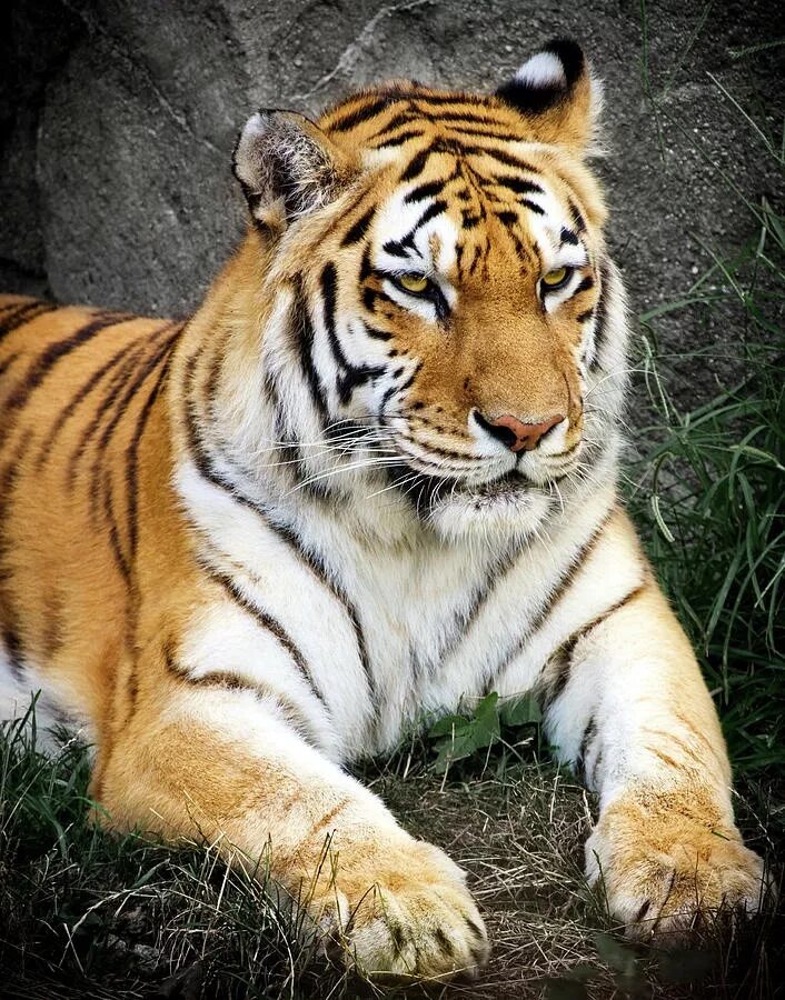Амурский тигр и бенгальский тигр. Амурский тигр самка. Амурский тигр красавец. Европейский тигр.