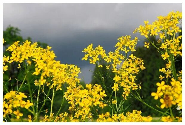 Grauer Schöterich Erysimum diffusum Beschreibung Steckbrief Systematik