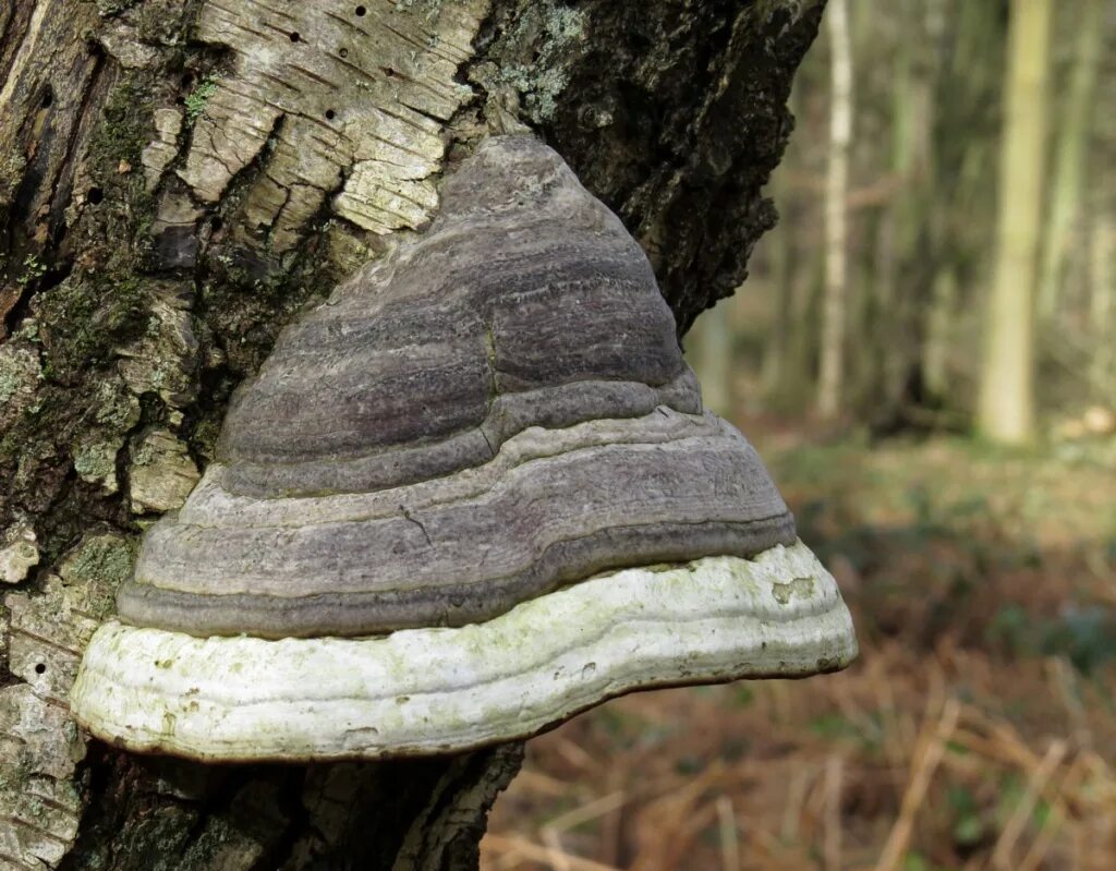 Трутовик настоящий fomes fomentarius. Трутовик обыкновенный fomes fomentarius. Гриб трутовик гриб трутовик. Агарикус Лиственничная. Трутовик растение