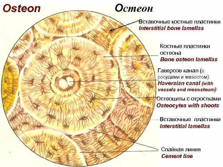 Пластинчатая костная ткань вставочные. Костные пластинки пластинчатой костной ткани. Костная ткань Остеон. Остеон гистология. Остеон ткань