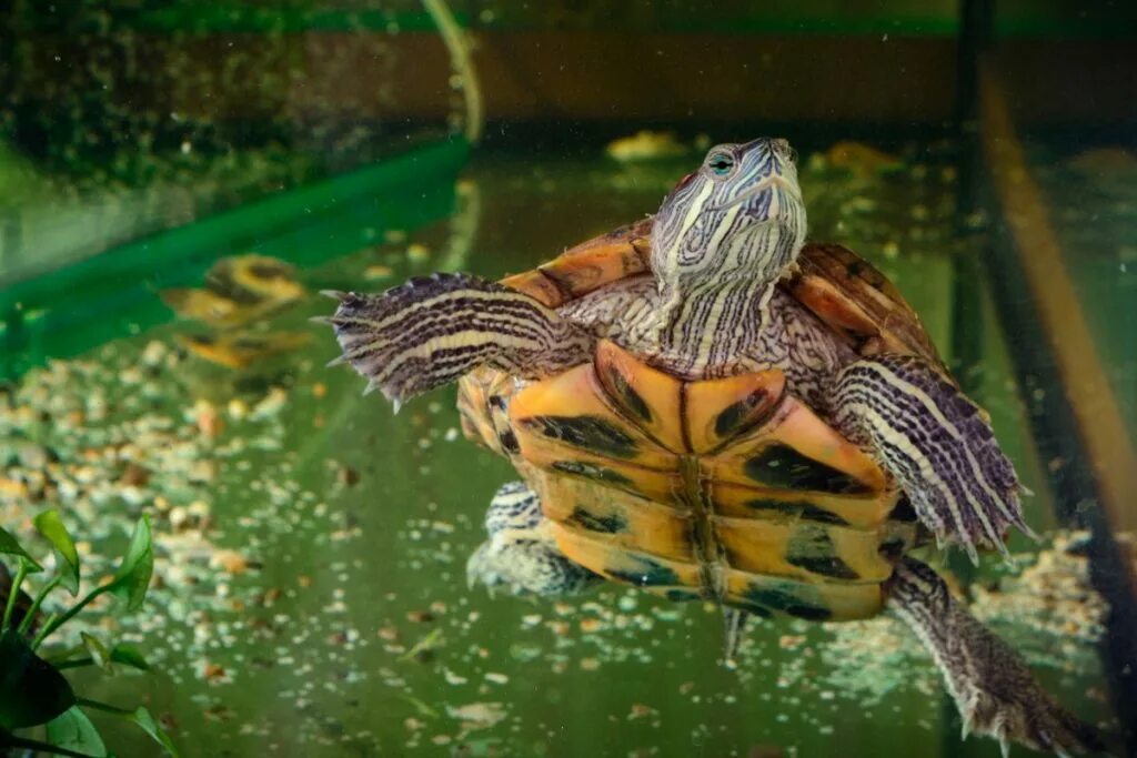 Черепаха водная красноухая. Красноухая водяная черепаха. Красноухие Черепашки. Черепаха красноухая черепаха. Купить черепаху водную