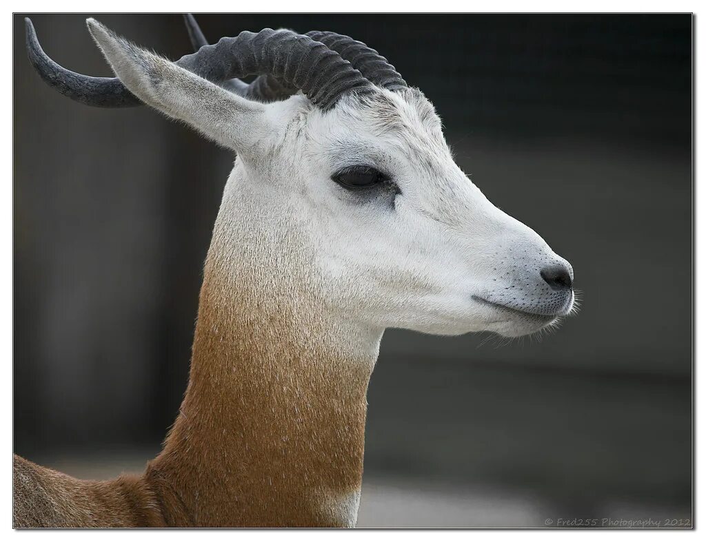 Дама газель животное. Газель gazella. Газель дама. Газель дама. Газель в марокко.