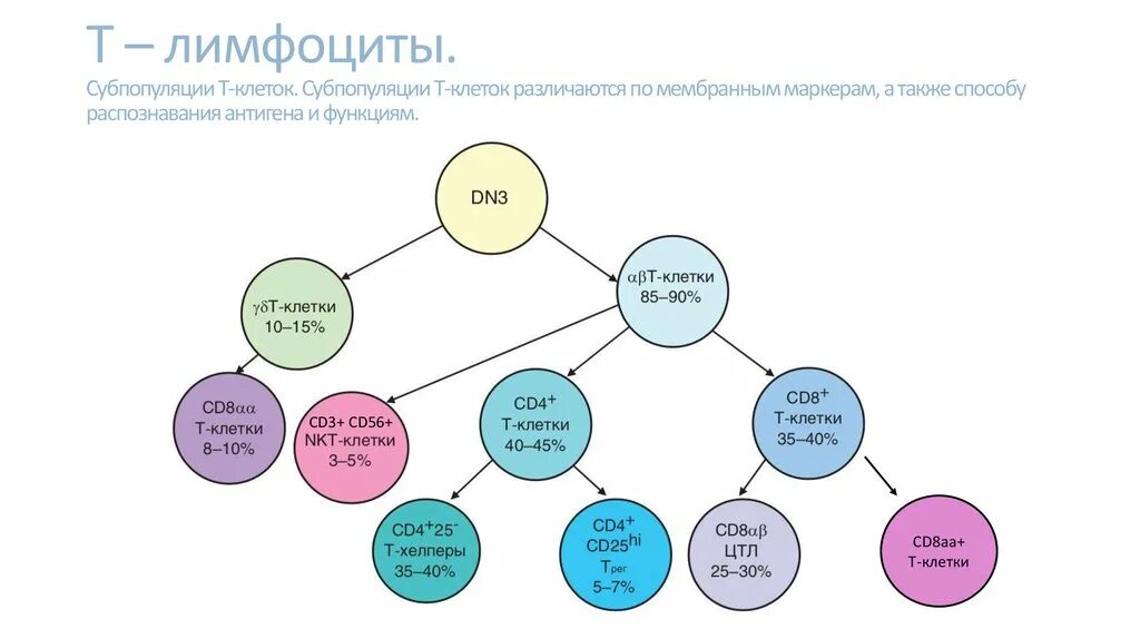 Субпопуляции т-лимфоцитов схемы. Субпопуляция т лимфоцитов маркеры. Основные субпопуляции т лимфоцитов их характеристика и функции. Характеристика субпопуляций т- и в- лимфоцитов. Субпопуляции в лимфоцитов