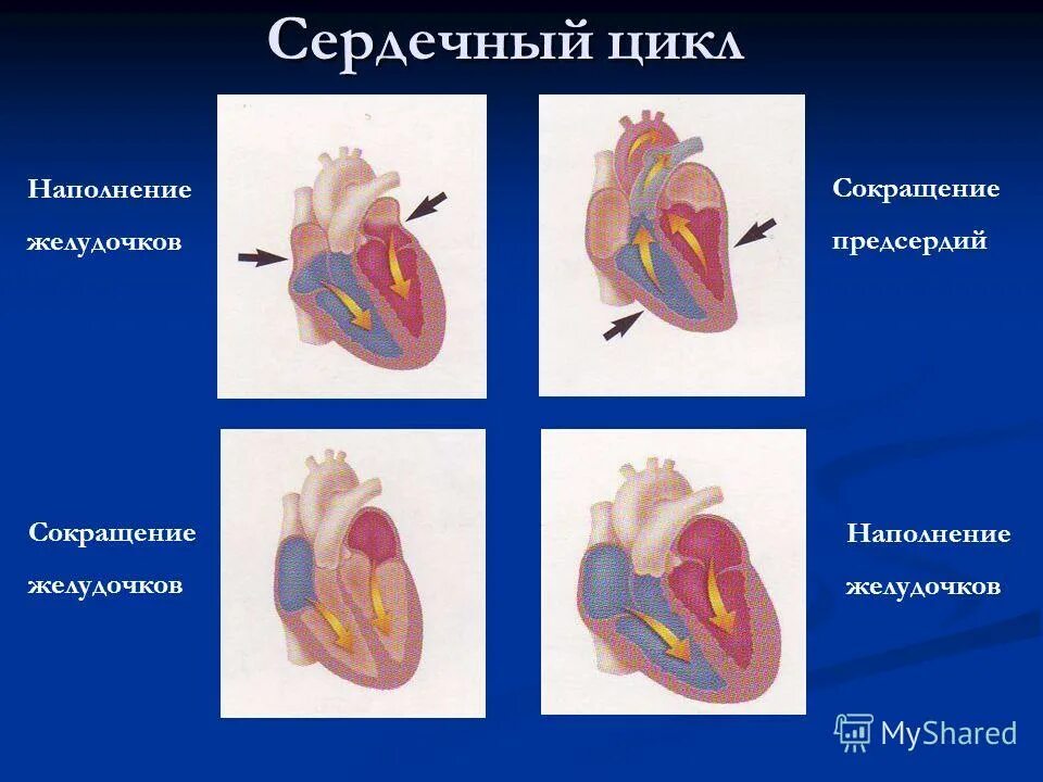 фазы сердечного цикла схема. последовательность фаз сердечного цикла. сердечный цикл предсердия. фазы сердечного цикла физиология. фазы деятельности сердца физиология.