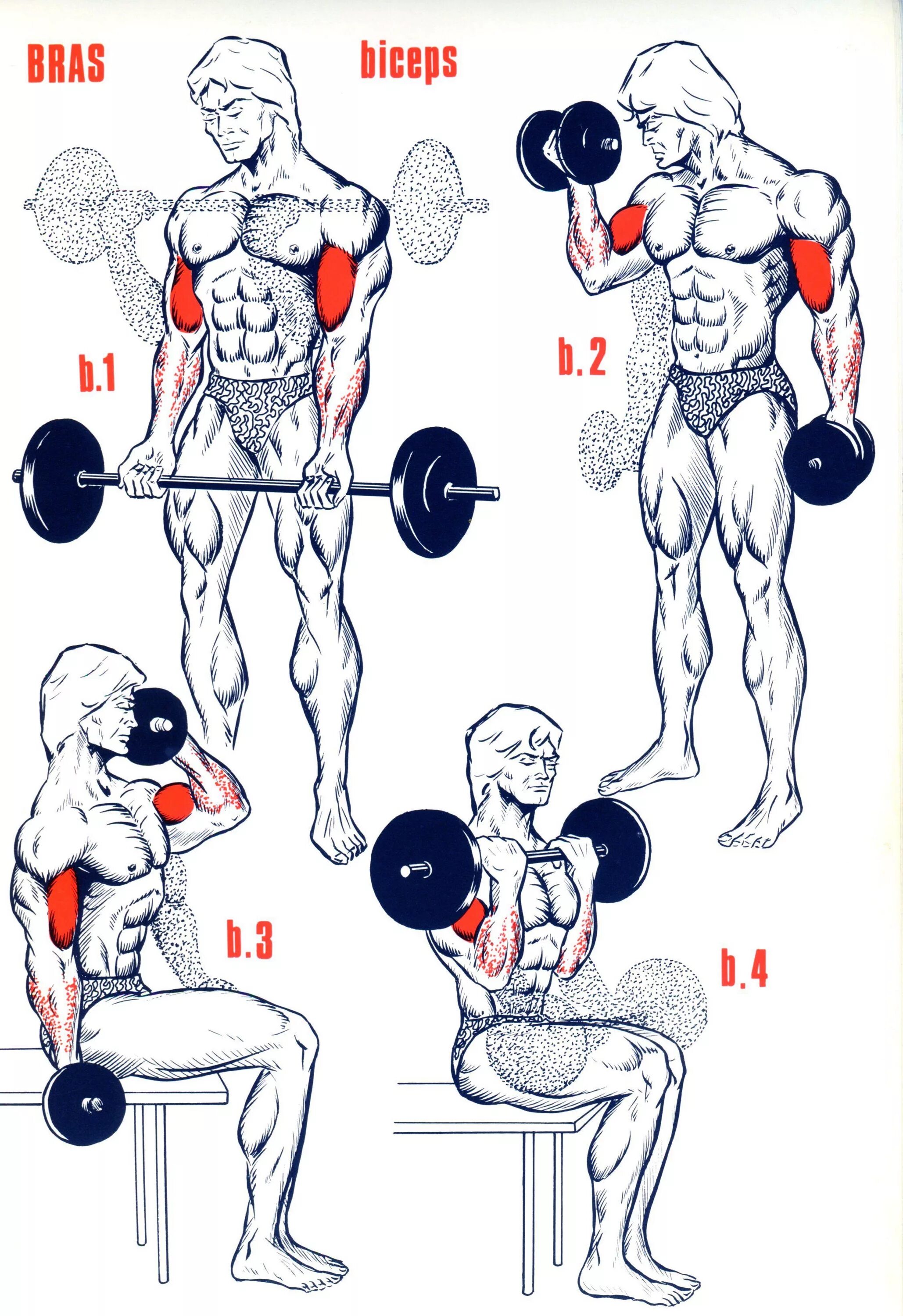 Бицепс дома с гантелями. Упражнения с гантелями на бицепс и грудь. Схема прокачки бицепса гантелями. Схема качания бицепса гантелями. Упражнения для накачивания мышц.