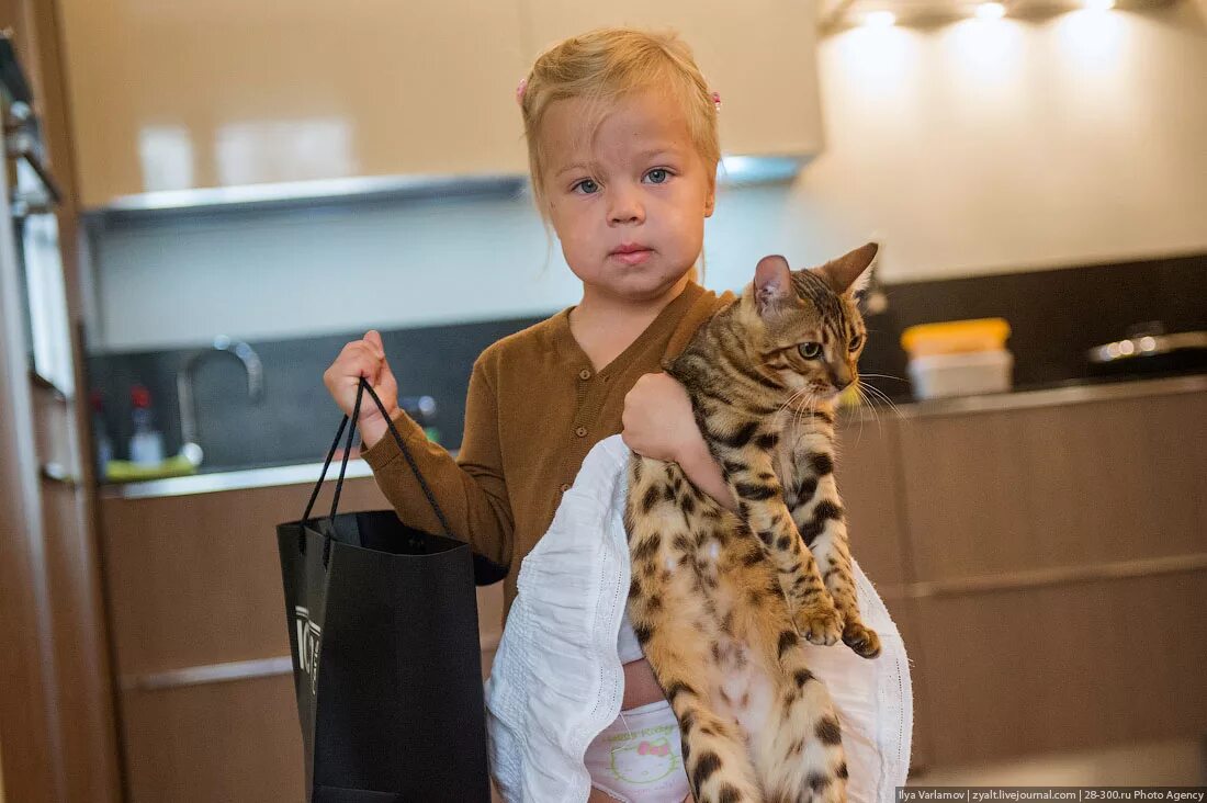 Породы кошек которые любят детей. Кошка для детей. коты и дети. большие кошки и дети. кошка для квартиры и детей.