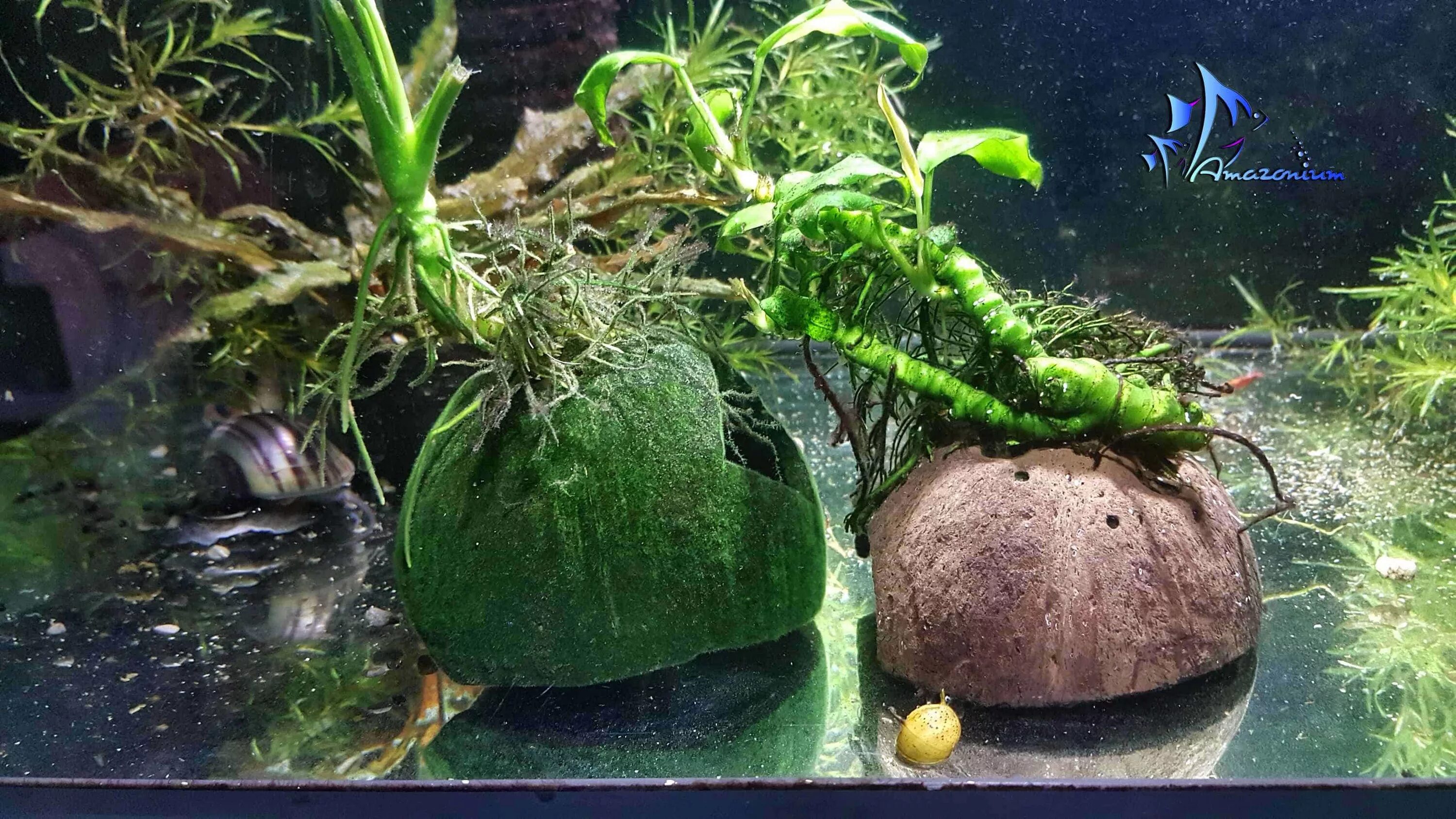 Грот для сомиков в аквариум. Кокос в аквариуме. Укрытия из кокоса в аквариуме. Кокос в аквариуме. Кокос для сомиков в аквариуме.