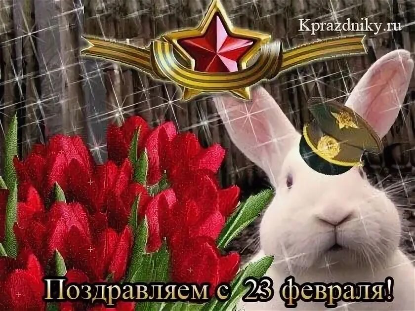 С днем защитника котиков. С 23 февраля. Поздравление с 23 февраля с котом. Открытки на 23 февраля с животными. Поздравление с 23 февраля с котам.