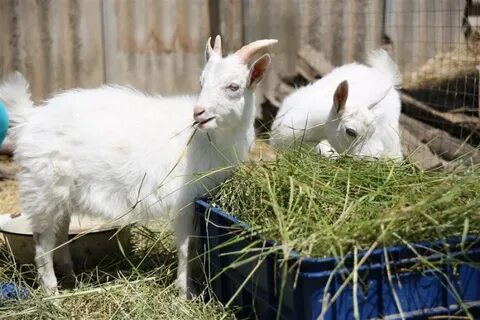 Сколько козы кормят козлят