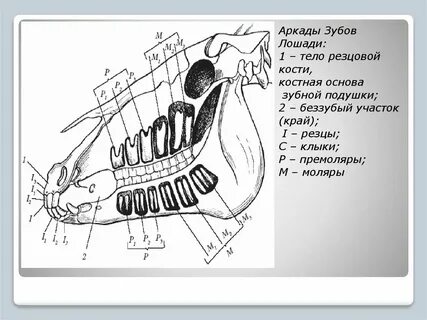 Резцы у коровы