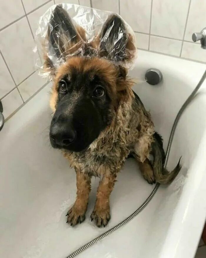 Собака в ванной. Мытье собаки. Смешная овчарка. Ванна для собак.
