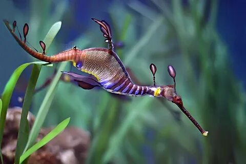 Sea dragon