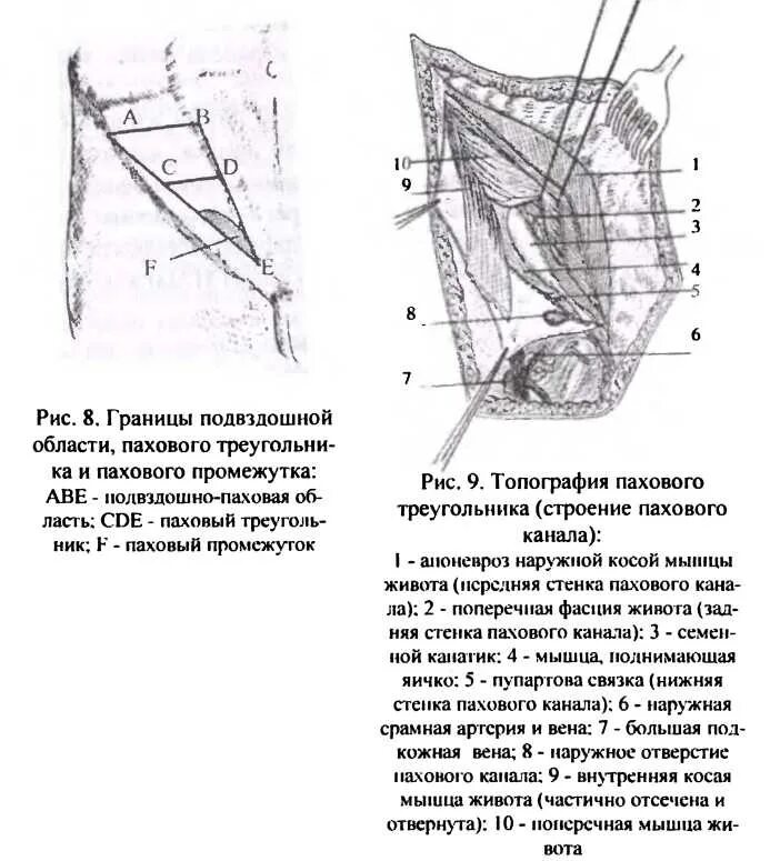 Паховая складка у мужчин. Схема топографии пахового канала. Паховый промежуток схема. Паховая область паховый треугольник паховый промежуток. Паховый треугольник стенки.