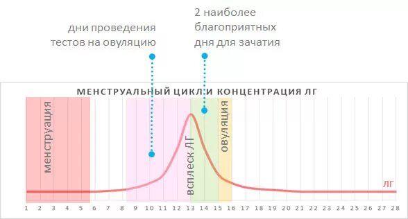 гормон овуляции лг. фазы менструационного цикла фолликулярная овуляторная лютеиновая. гормон овуляции лг. цикл гормонов у женщин. фолликулиновая фаза гормоны лютеиновая фаза гормоны.