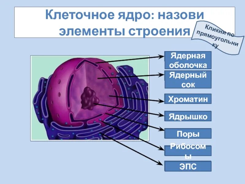 Строение ядра клетки. Строение ядра клетки 10 класс. Оболочка ядра клетки. Внутренняя мембрана ядра. Назовите структуры ядра