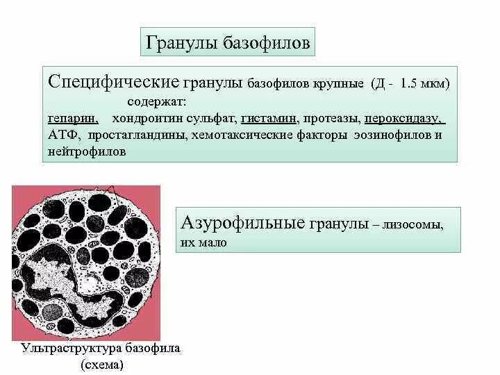 Ультраструктура гранул нейтрофилов. Сегментоядерный нейтрофильный гранулоцит. Ультраструктура гранул нейтрофилов. Первичные гранулы нейтрофилов. Схема ультрамикроскопического строения базофильного гранулоцита.