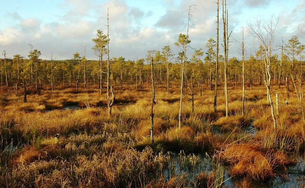 болота 8 класс. доклад про болото. низинное болото и верховое болото. карта распространения болот на территории россии. васюганские болота, западная сибирь.