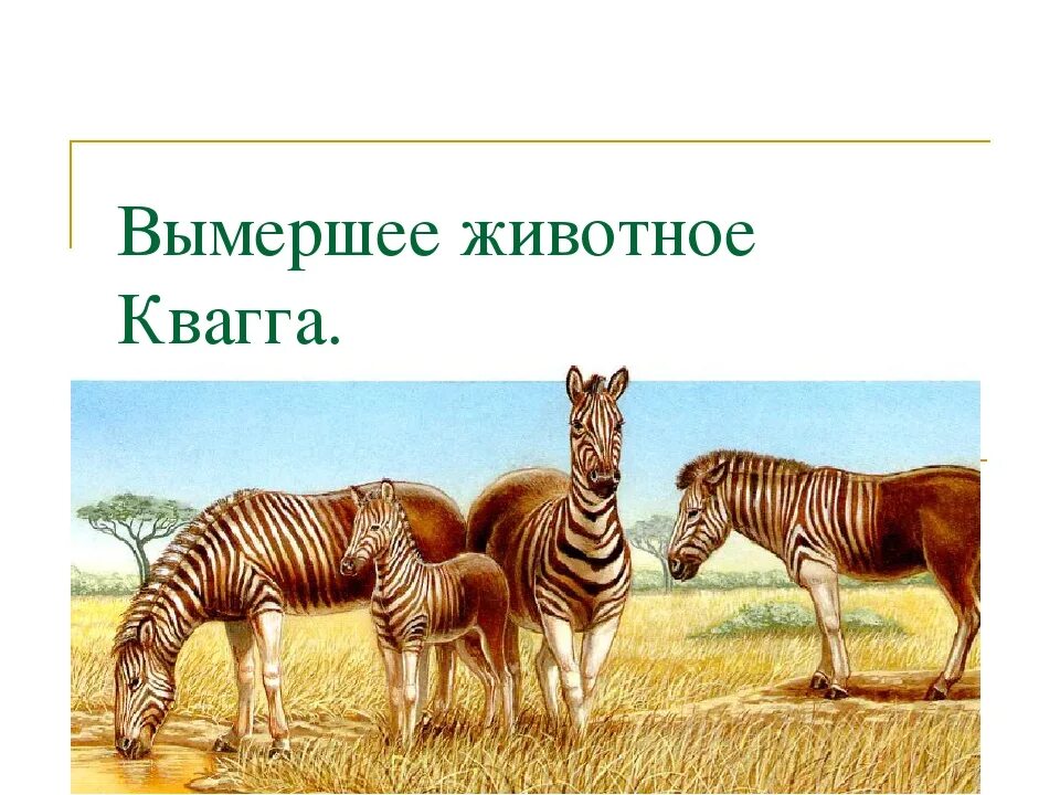 В каком году вымерли животные. Квагга вымершее животное проект. вымершие животные презентация. исчезнувшие животные презентация. презентация на тему вымирающие животные.