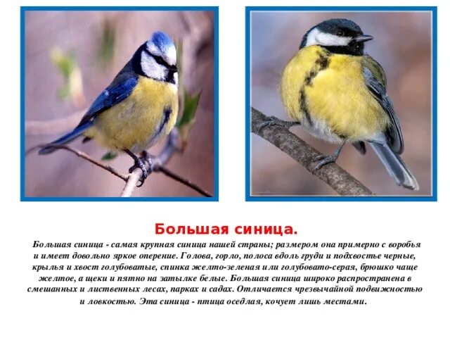 Сравнение 2 птиц. Синичка размер и цвет оперения. Лазоревка и синица отличие. Большая синица и лазоревка сравнение. Самец синицы.