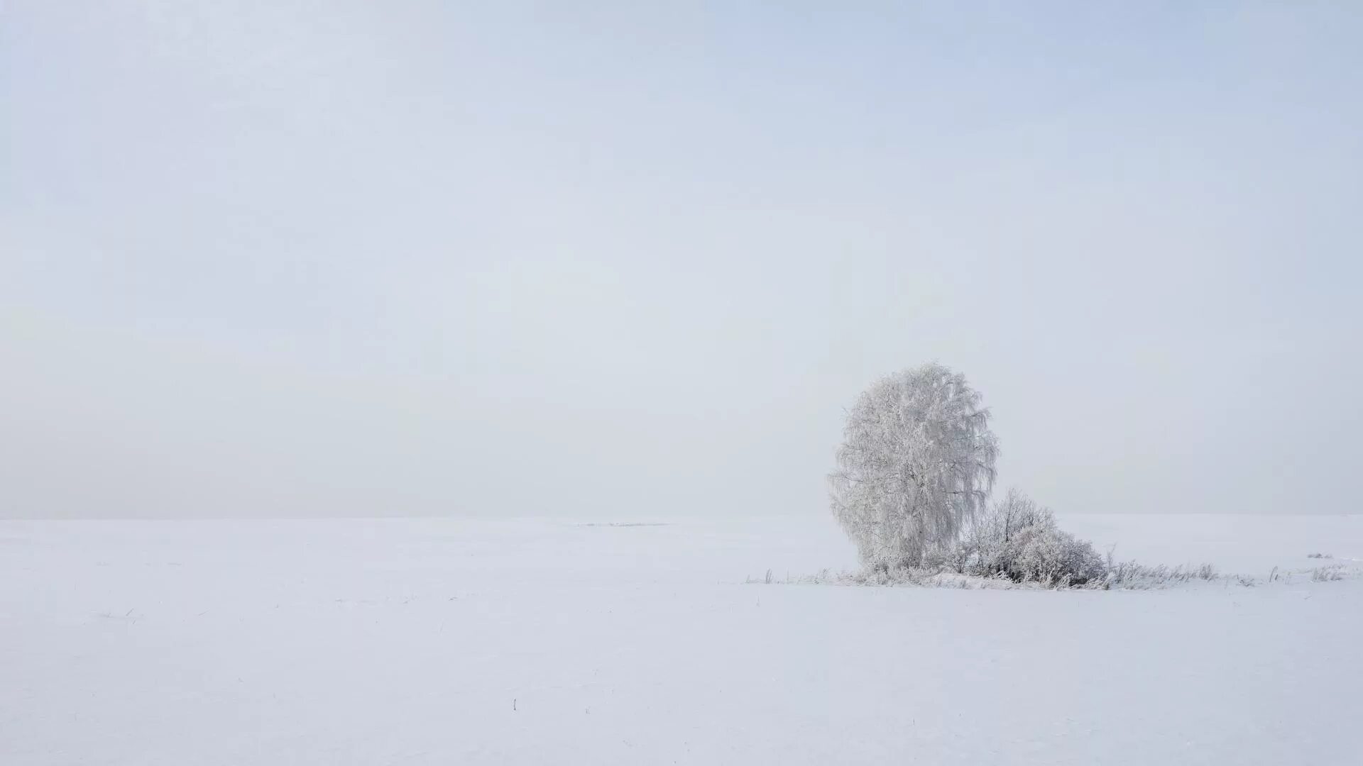 Словно пеленою. Зима поле. Пустое зимнее поле. Зимнее белое поле. Снежная равнина.