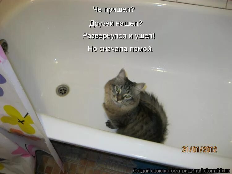 Смешные шутки про веру. Мем я пришел сюда попить молочка. Статусы про беду. Волк прощается. Приколы про фигню.