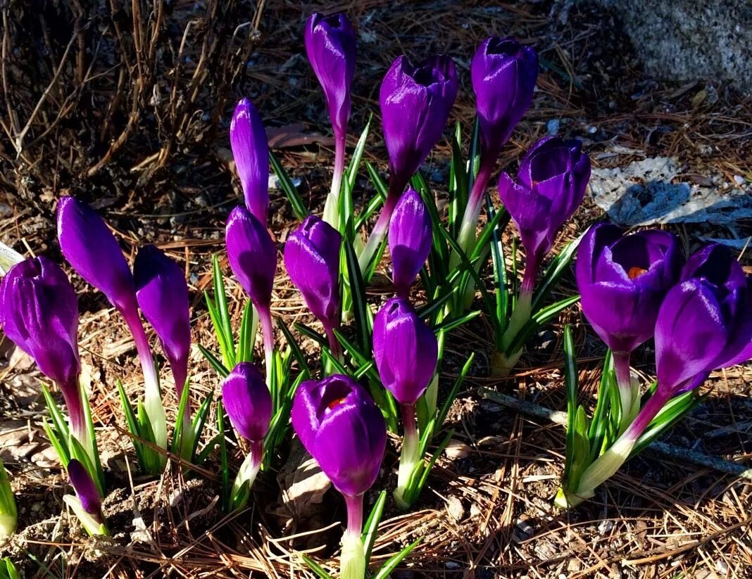 Первые весенние цветы луковичные фото и названия. Луковичные многолетники крокусы. Крокус Шафран синий. Весеннецветущие луковичные. Луковичные цветы ранней весной.
