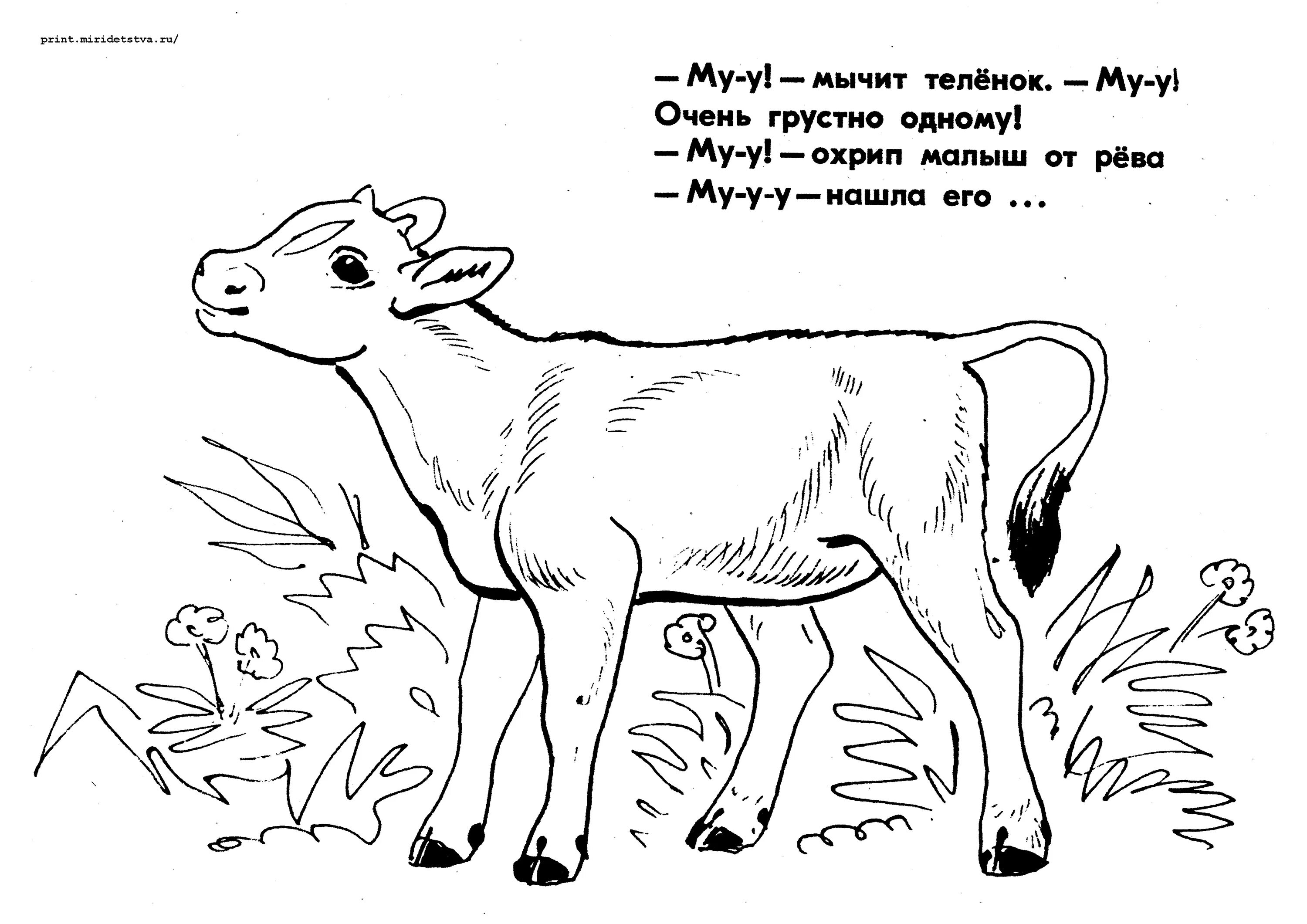 Теленок рассказ. Теленок раскраска для детей. Раскраска волк и теленок. Раскраска корова с теленком. Раскраски для детей 5-6 лет теленок.
