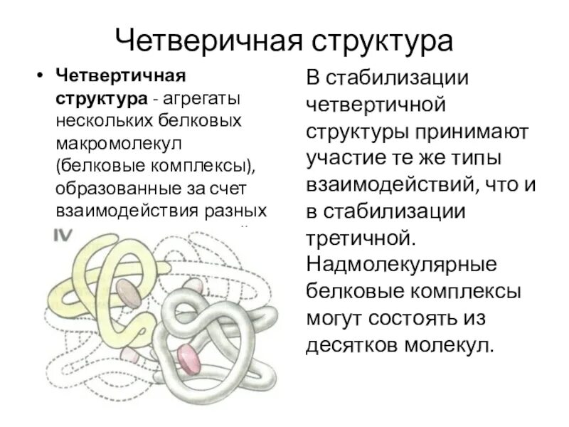 Белок 6 класс биология. Структура белков биология 10 класс. Четвертичная структура белков 9 класс. Белки биология строение. Белки биология структура.