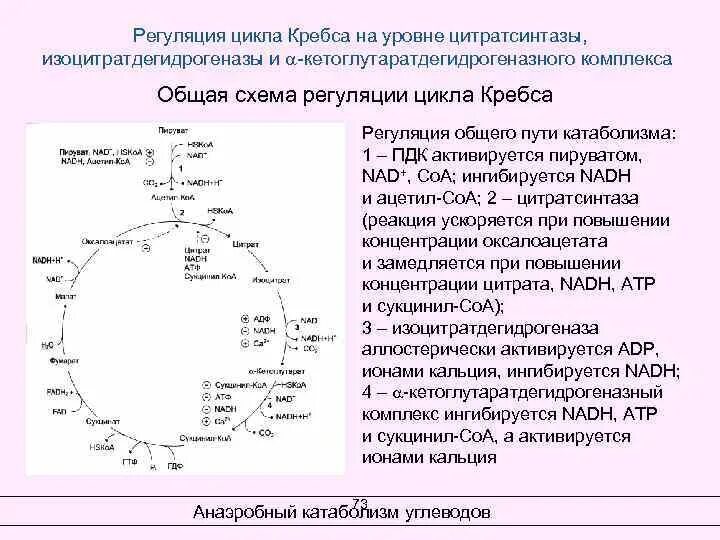 Где происходит цикл кребса. Общий путь метаболизма цикл кребса. первая реакция цикла кребса регуляция. характеристика ферментов цикла кребса. регуляция цикла кребса биохимия.