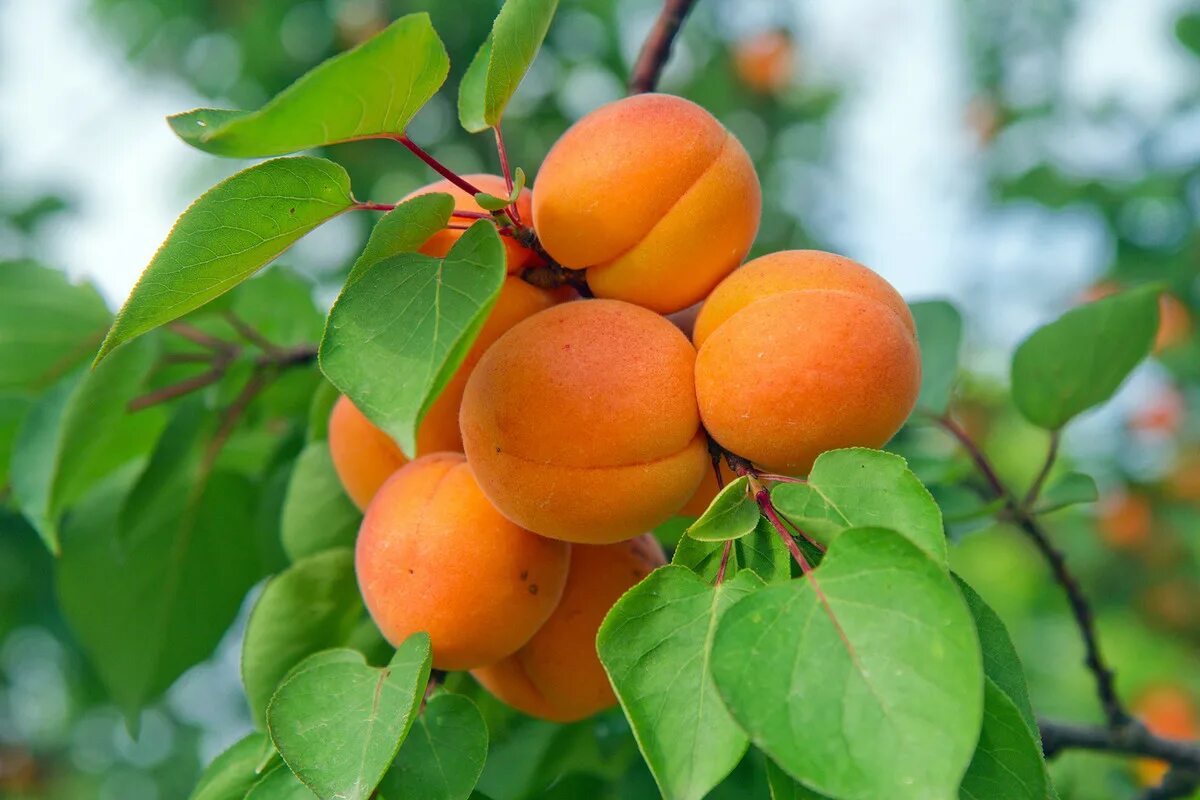 Абрикос плодоносит через год. Абрикосовое дерево. Персик дерево. Урюк дерево. Косточковые фрукты.