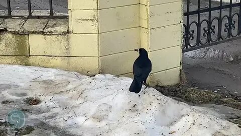 17 17 текущее видео