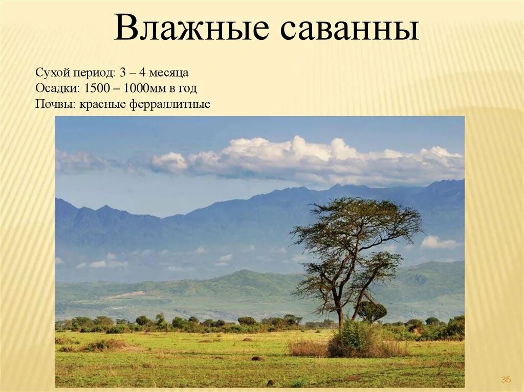 Сухие периоды. Природные зоны Африки саванны. Саванны сухой период. Влажность в саванне. Влажные саванны.