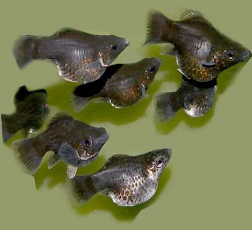 Моллинезии рыбки мальки. Черная моллинезия нерест. Моллинезия золотая беременная. Беременная моллинезия черная перед родами. Новорожденные мальки пецилии.