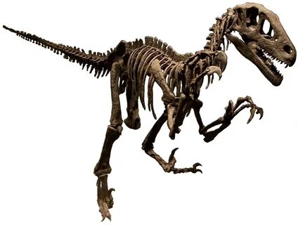 Utahraptor skeleton NAMAL white background.jpg. 