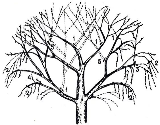 Как правильно обрезать грецкий. Схема обрезки грецкого ореха. Формировка грецкого ореха. Формировка дерева грецкого ореха. Схема обрезки грецкого ореха весной.