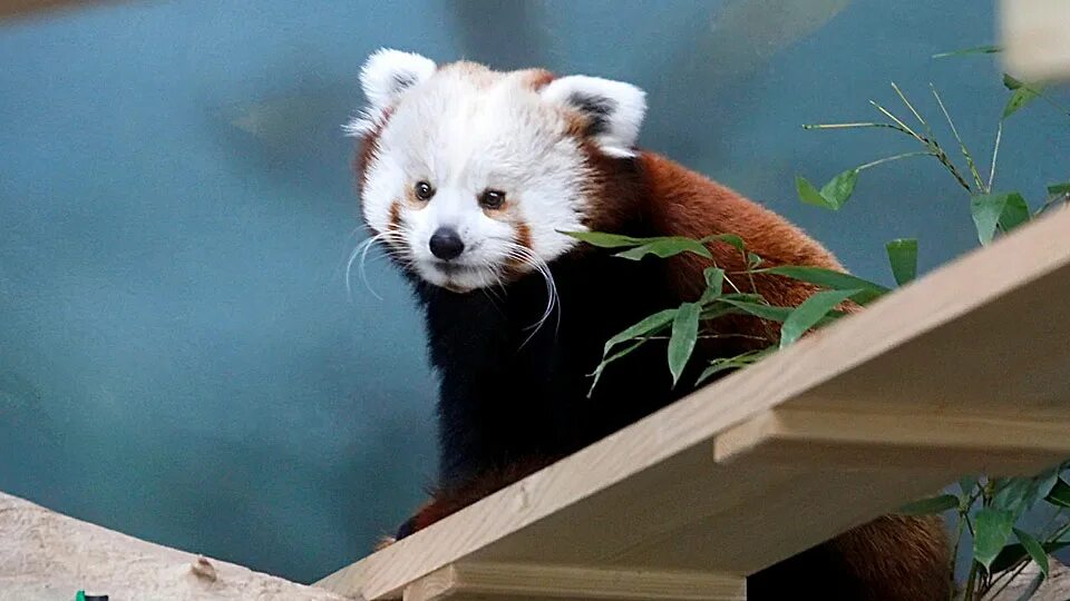 маленькая панда фото новокузнецк. московская маленькая панда. малая панда стайана. московская маленькая панда. московская маленькая панда.