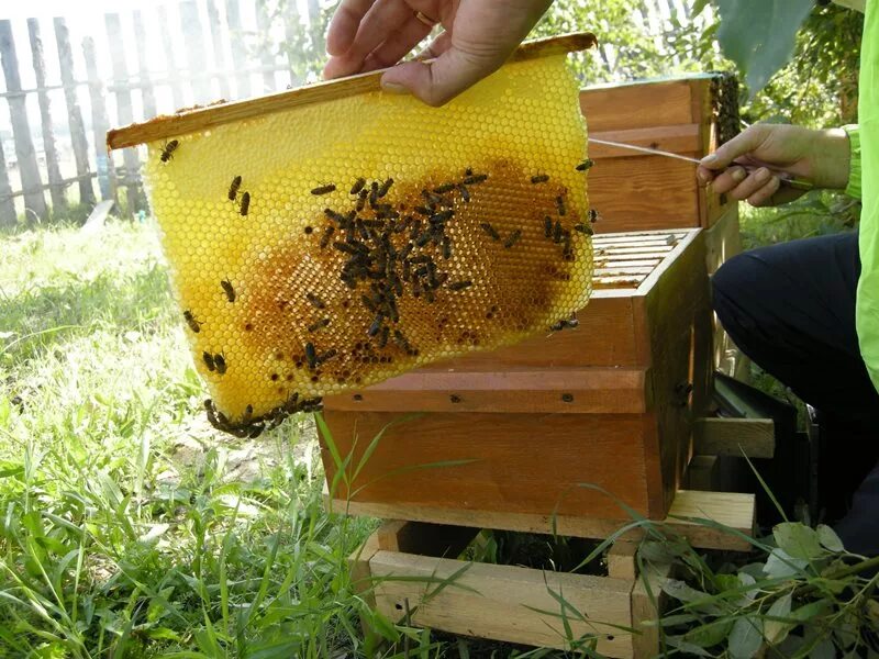 пчелы в саду. улей жизни. пчелы в природе. пчеловодство мед. пчеловод на пасеке.